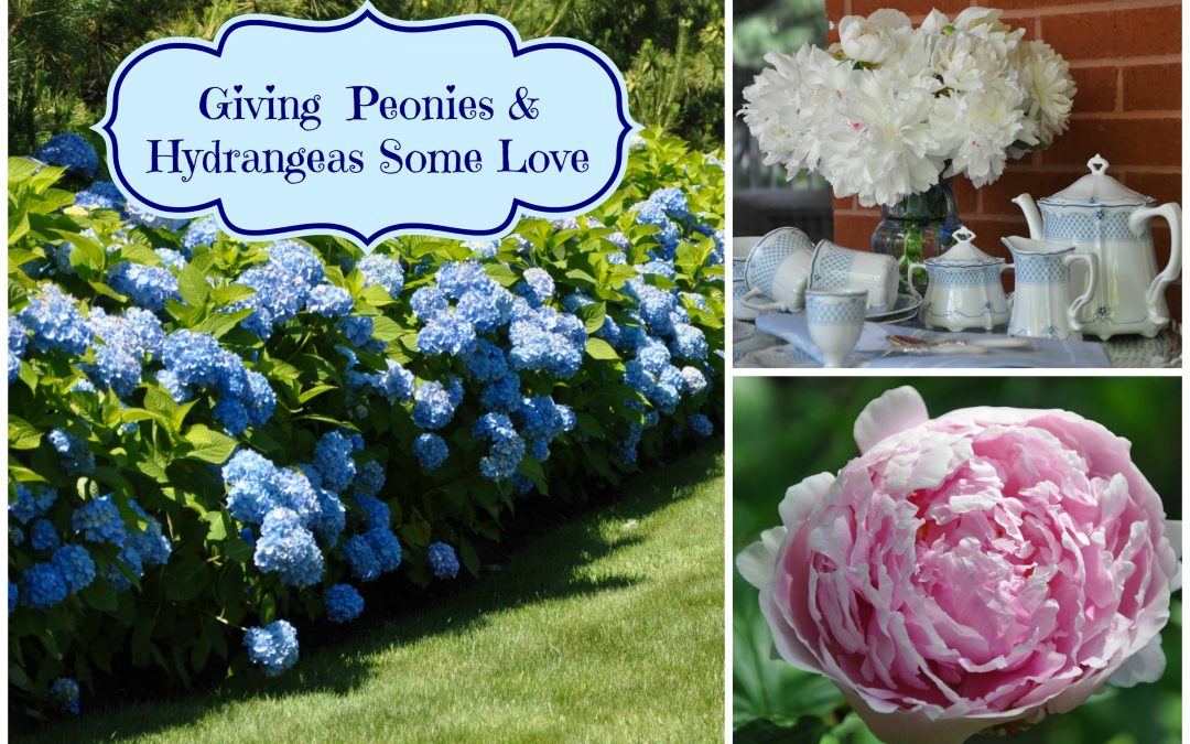 Giving Peonies and Hydrangeas Some Love