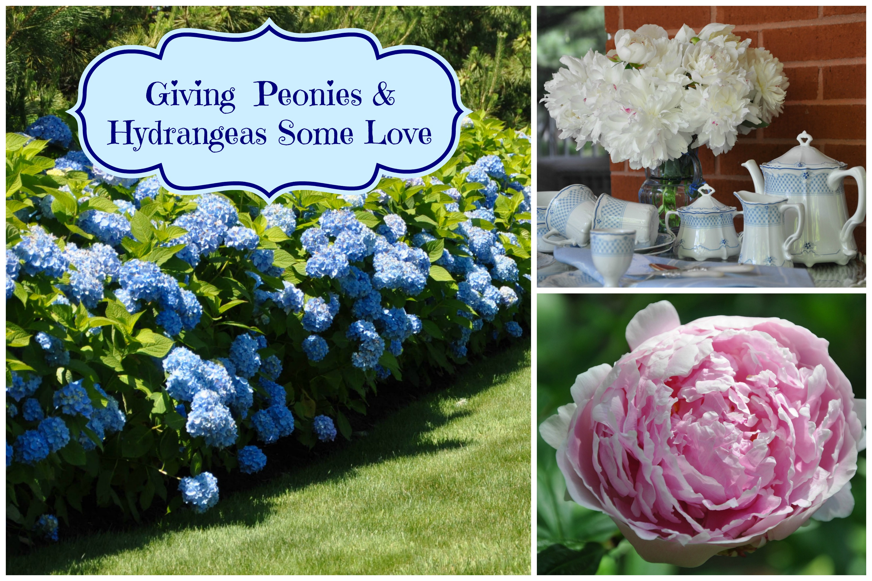 Peonies and store hydrangeas