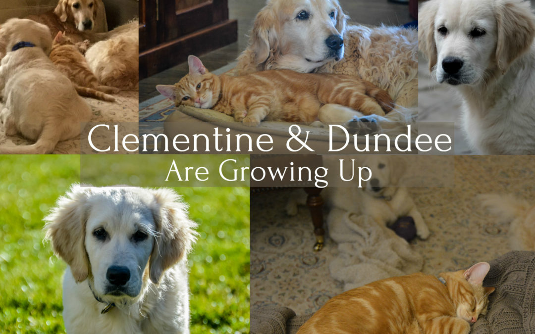 Clementine & Dundee Are Growing Up Fast