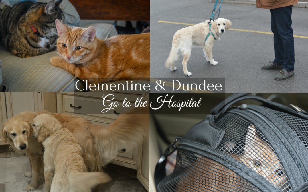 Clementine & Dundee Go to the Hospital